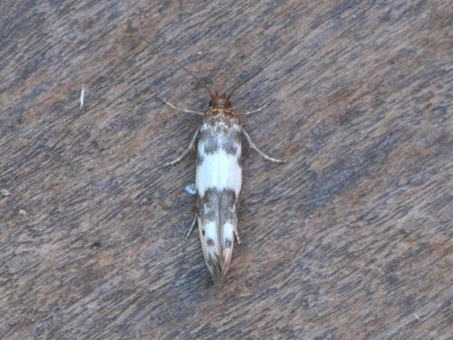 Réf. 344 869 : Enolmis acanthella